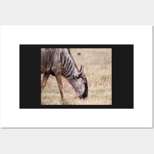 Wildebeest (Lake Manyara) Posters and Art